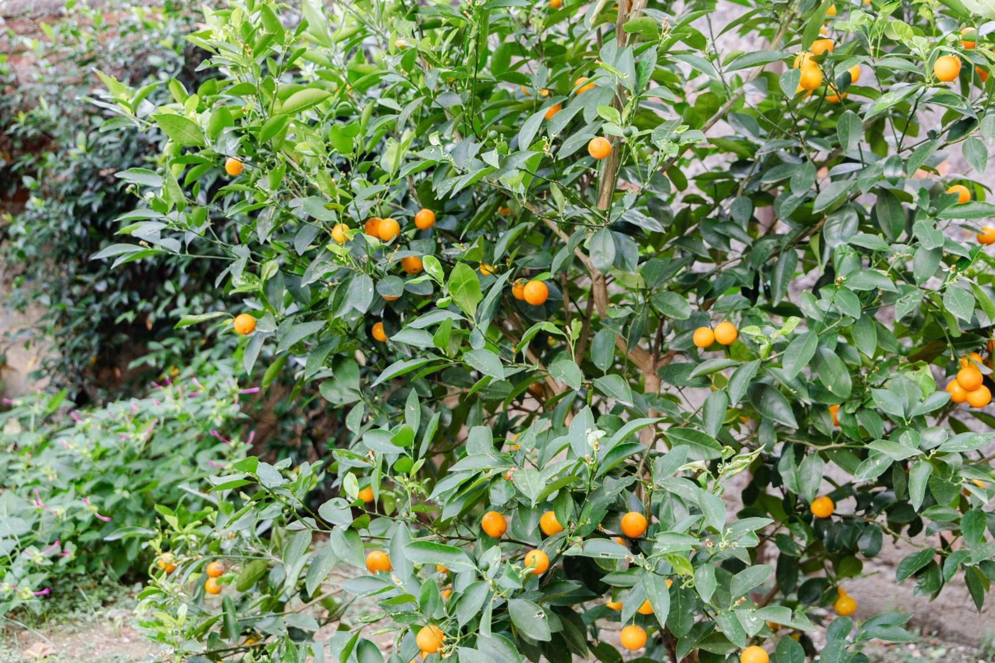 Au Jardin De Флоренція Екстер'єр фото